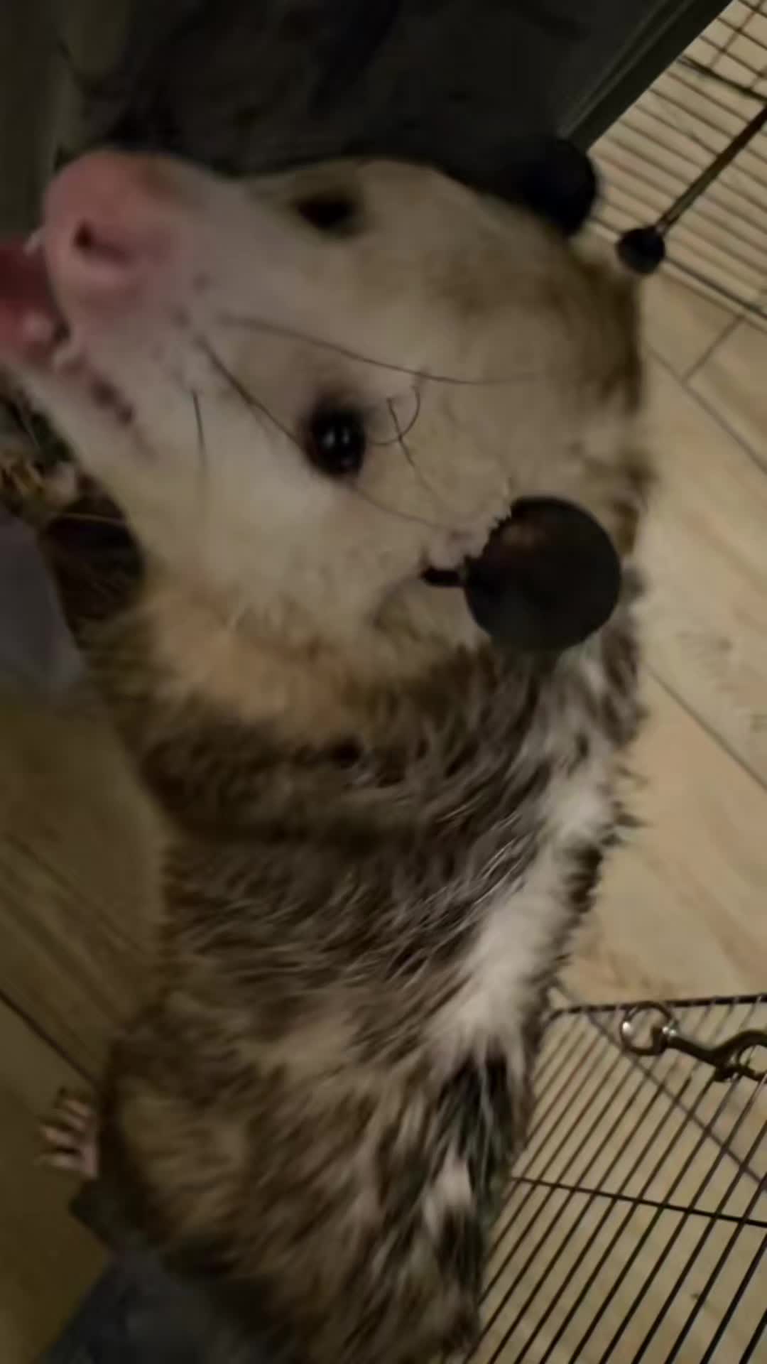 @OPOSSUM/DOG MOMMA Dea