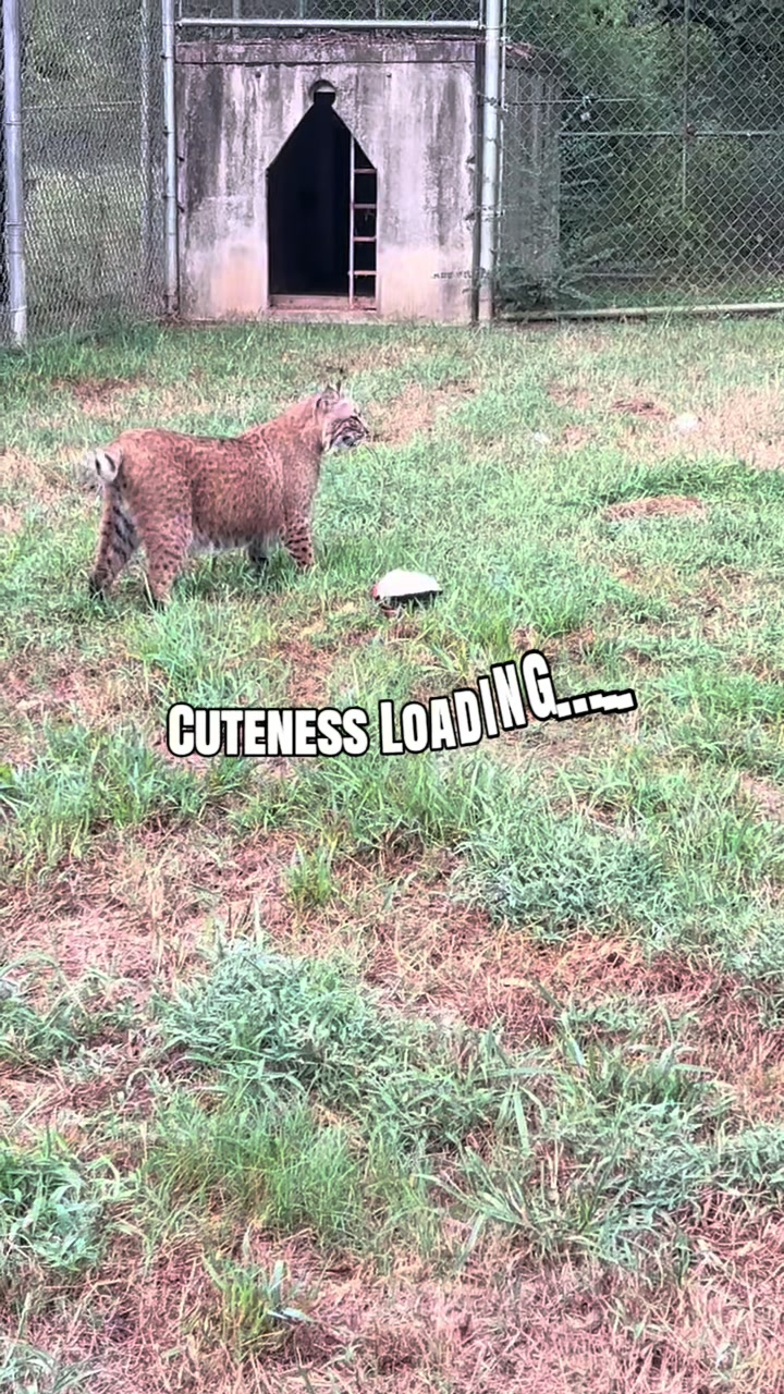 @Cedarhill Animal Sanctuary