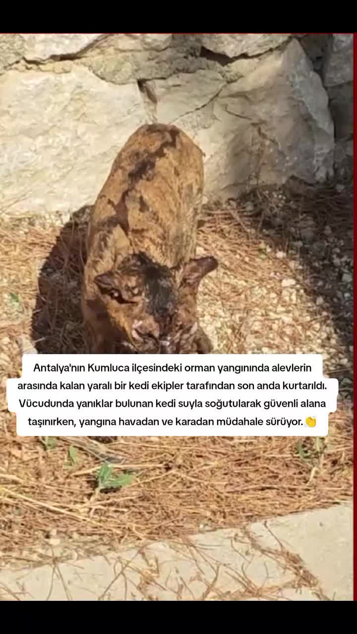 @batmanlı72