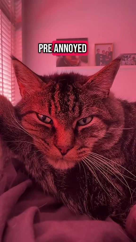 @Joep_the_ rescuecat