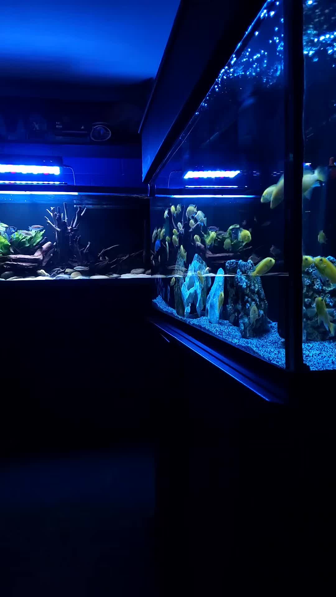 @Dave's Aquatics