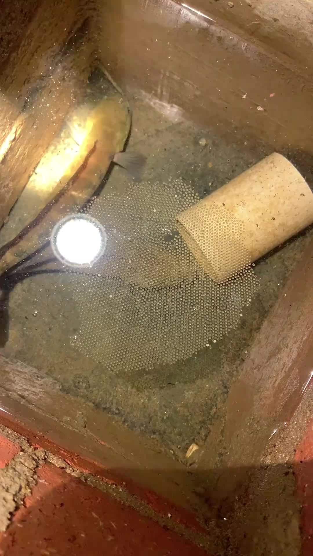 @Monsterfishkeeper