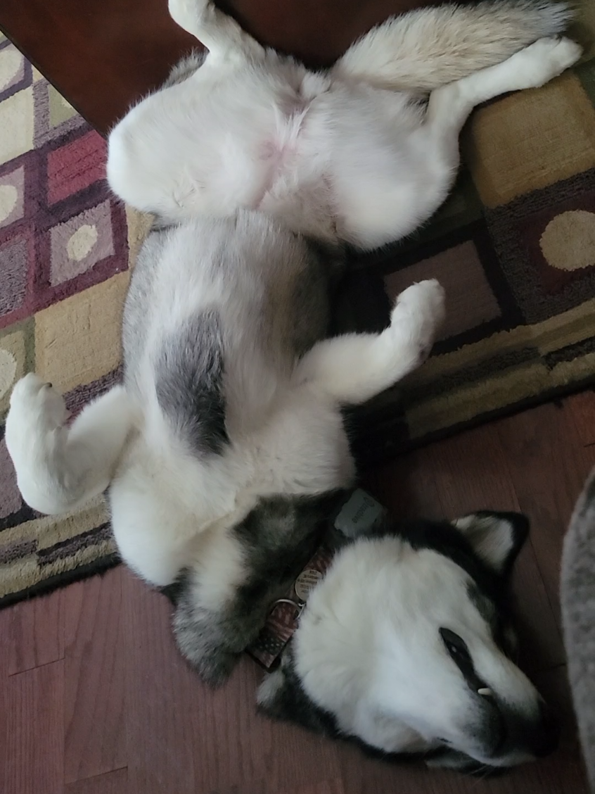 @the Hussey Husky