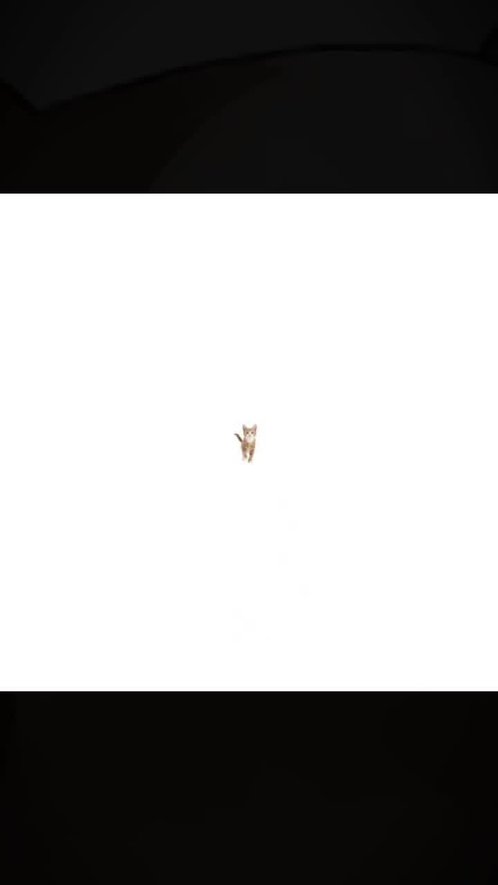 @Фокси1337