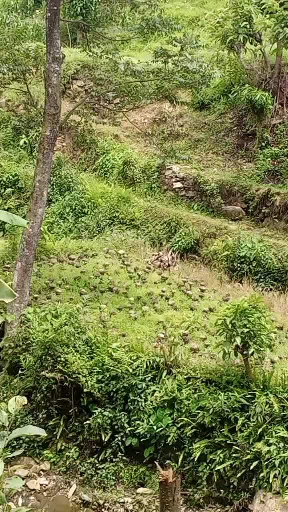 @sangita thapa