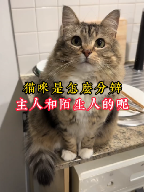 @catology