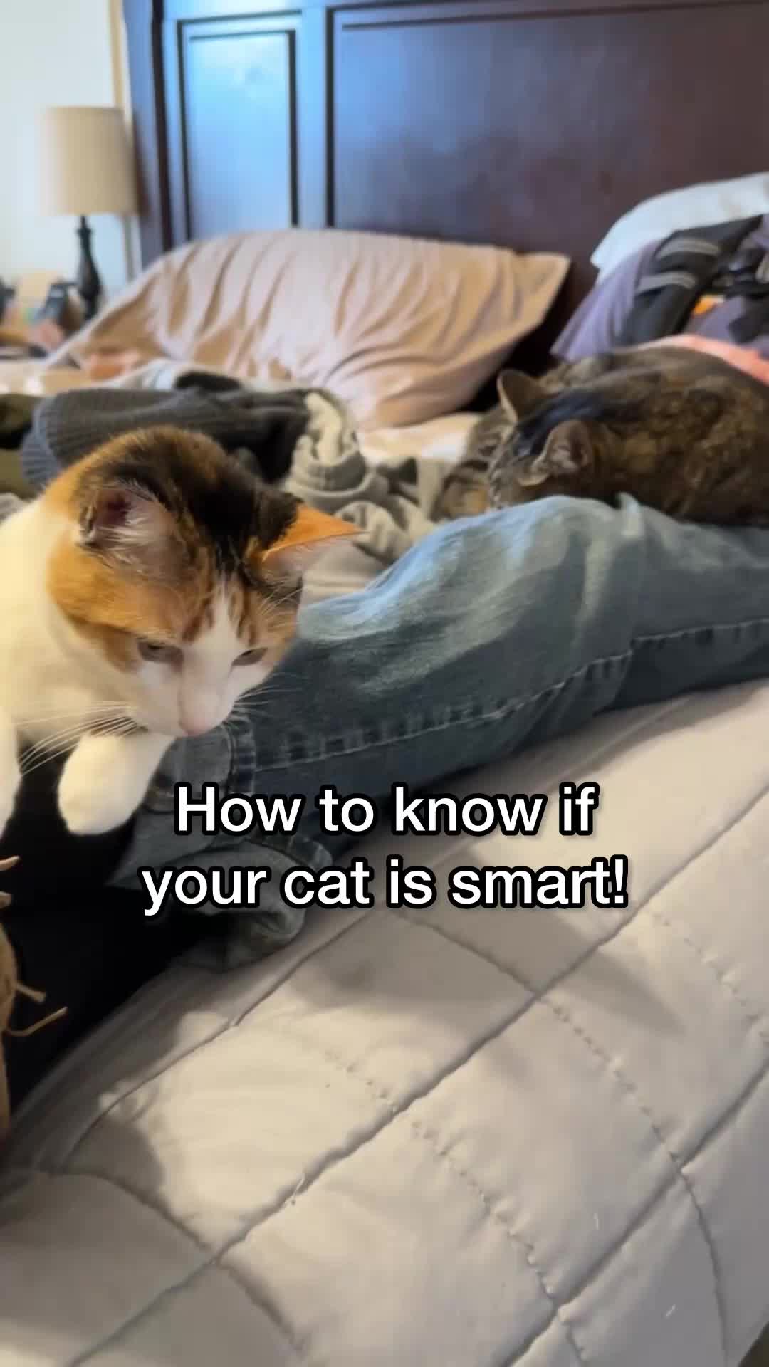 @Chip The Manx