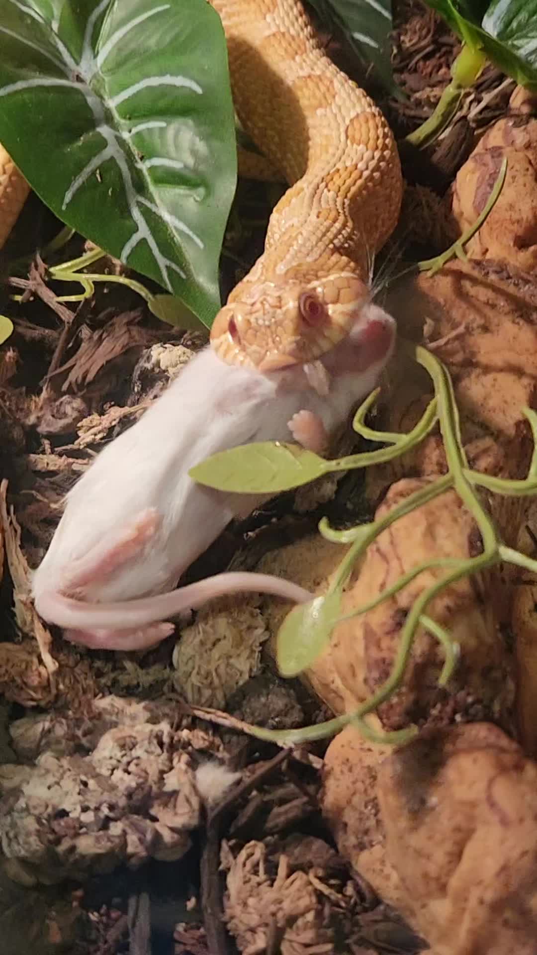@Ballard&rsquo;s Reptiles