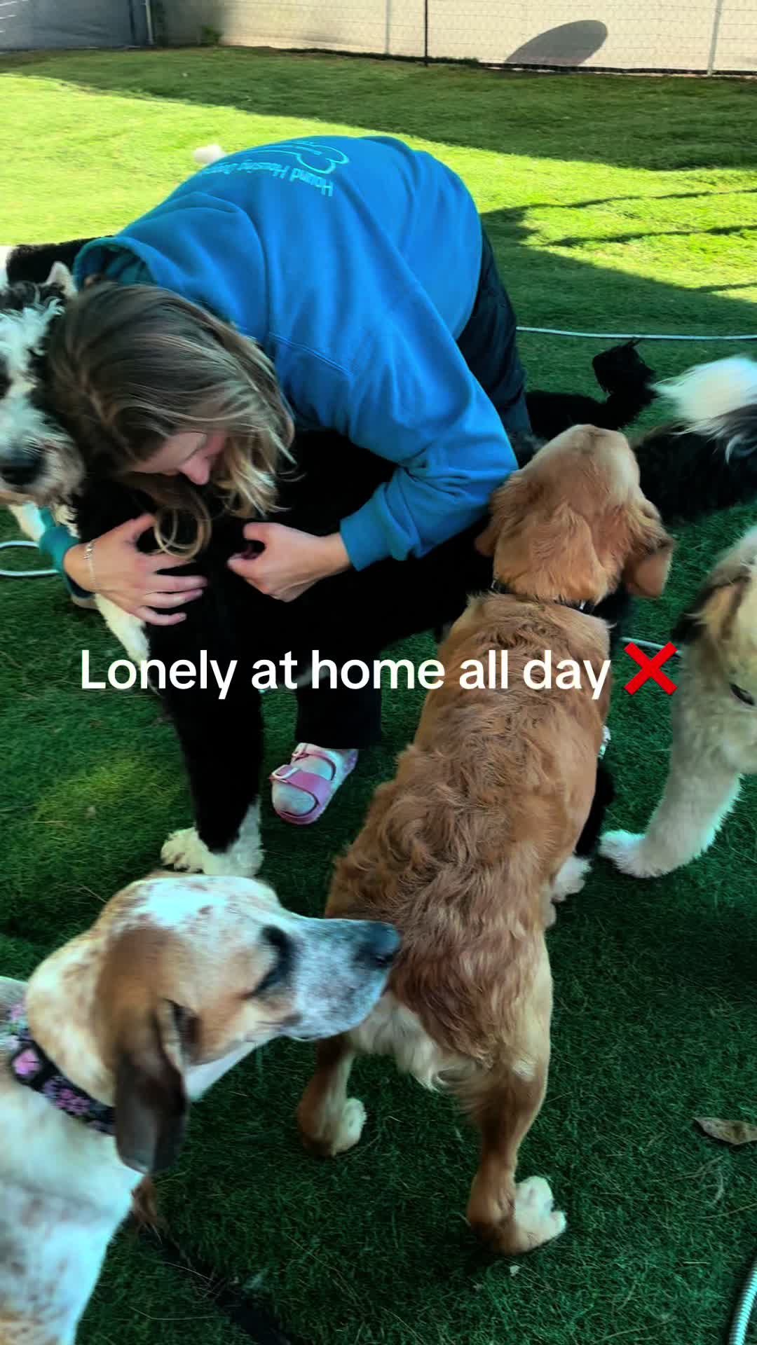 @Hound Housing Doggie Daycare