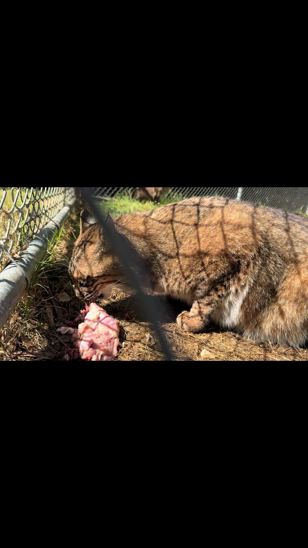 @Cedarhill Animal Sanctuary