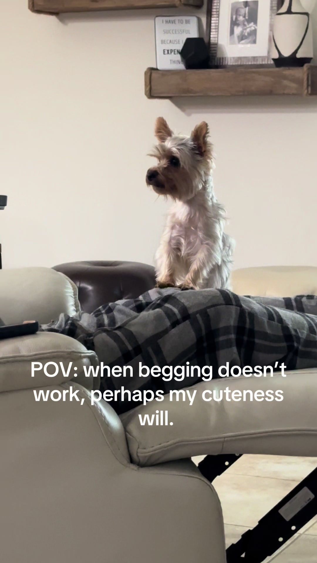 @Penny the Yorkie