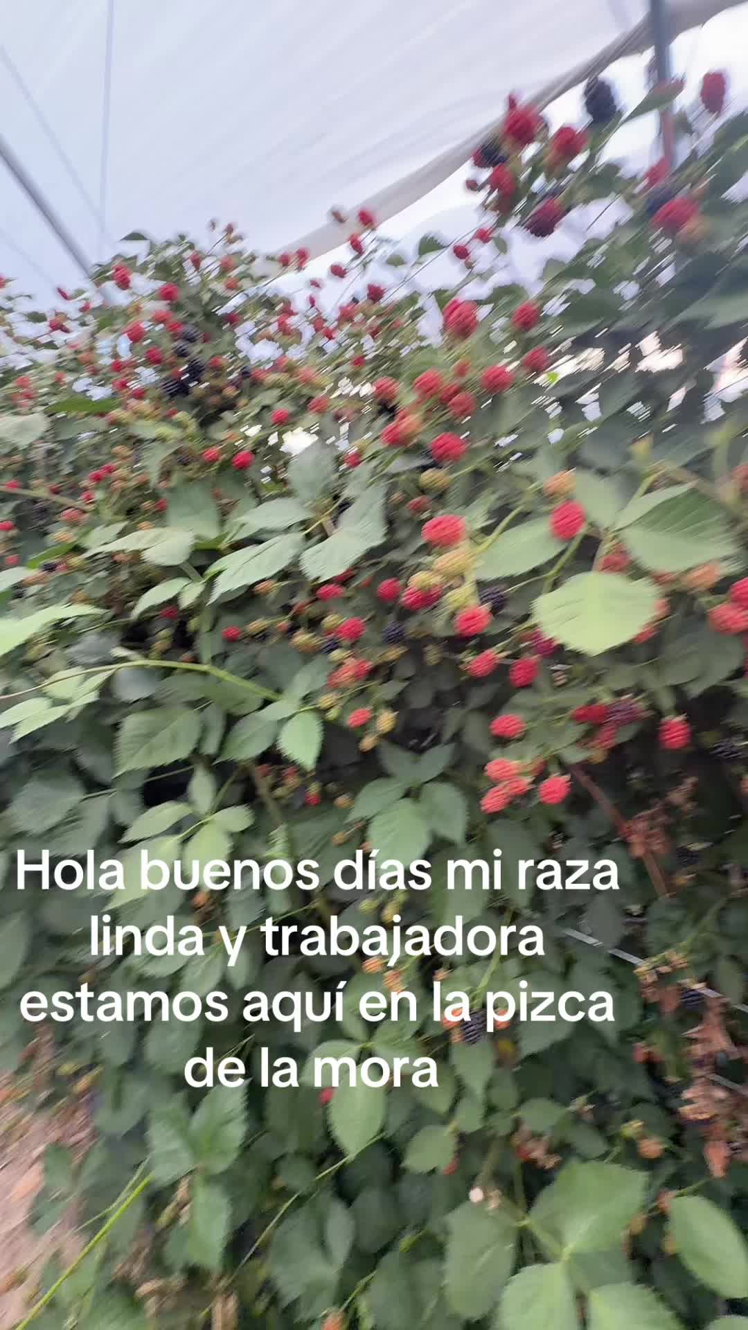 @purarazatrabajadora1
