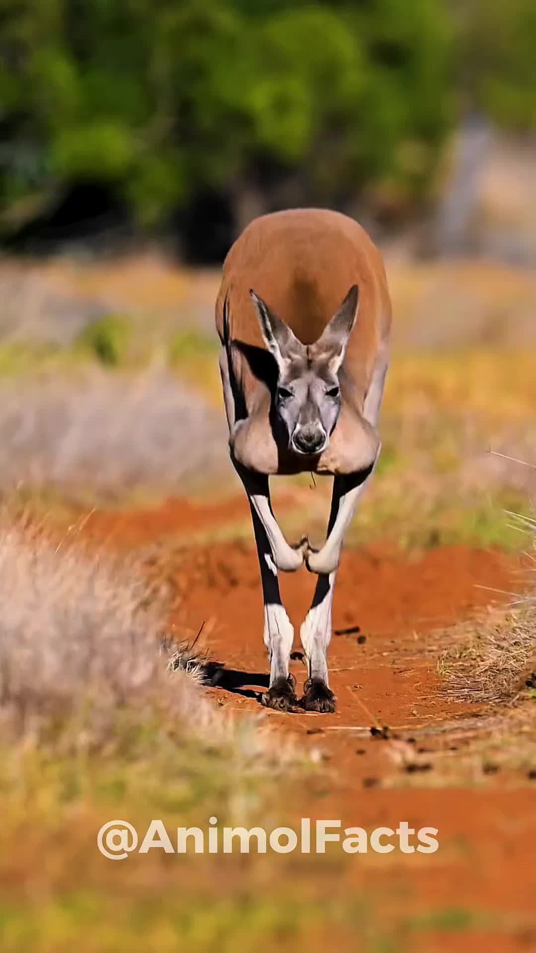 @animolfacts