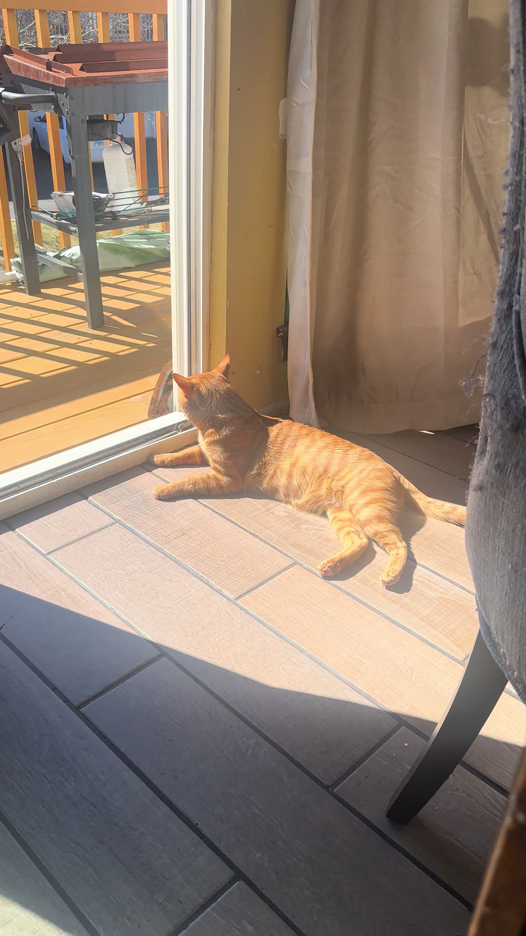 @Garfield the orange cat