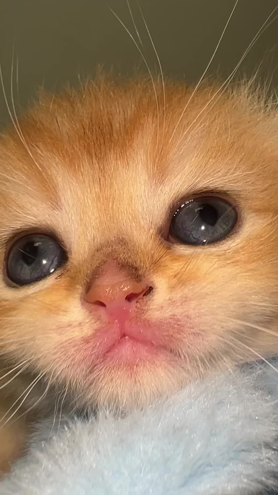 @Soothing Cats😻
