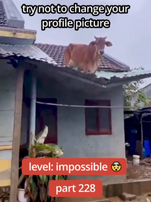 @DailyGoose