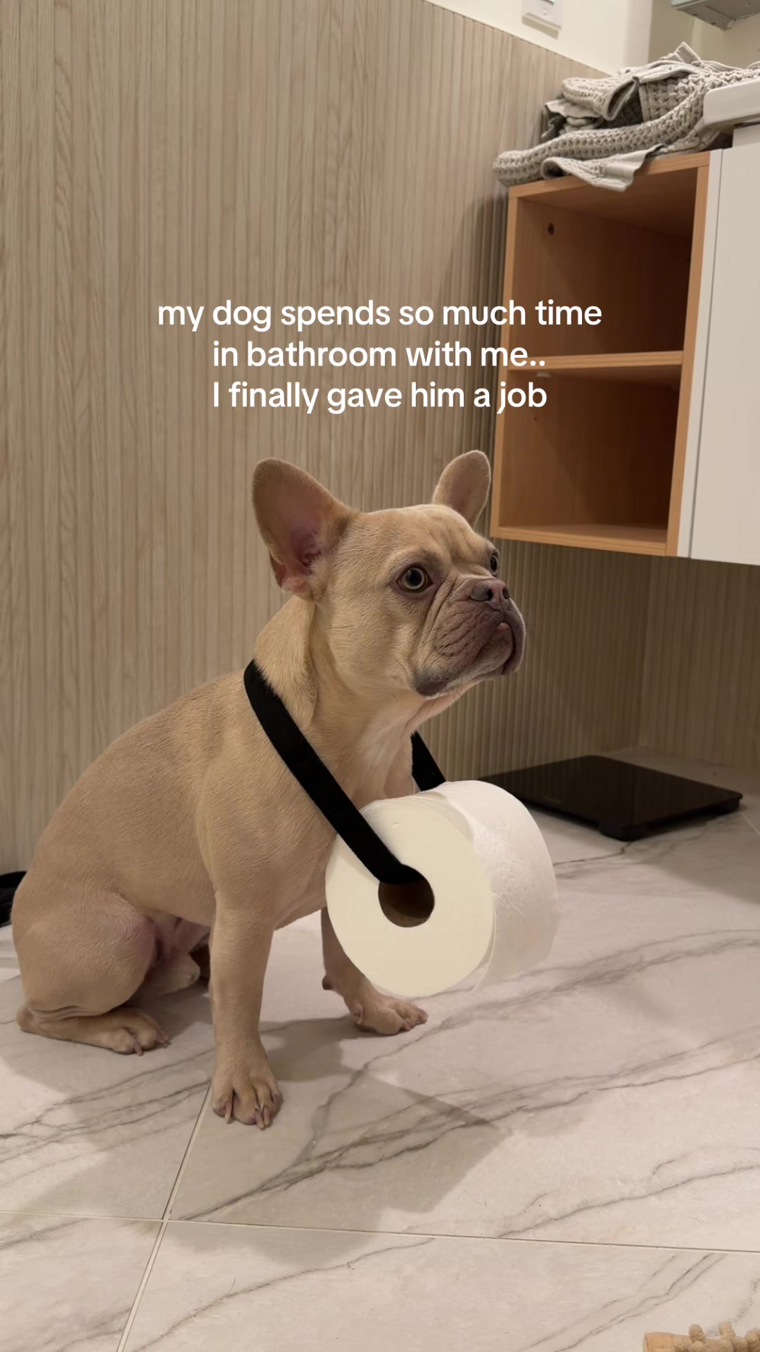 @Winston & Charlie 🐾