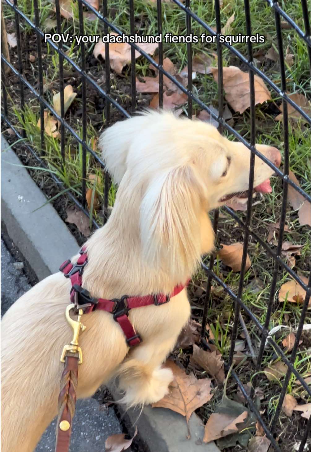 @Bisou 🤍 Cream Mini Dachshund