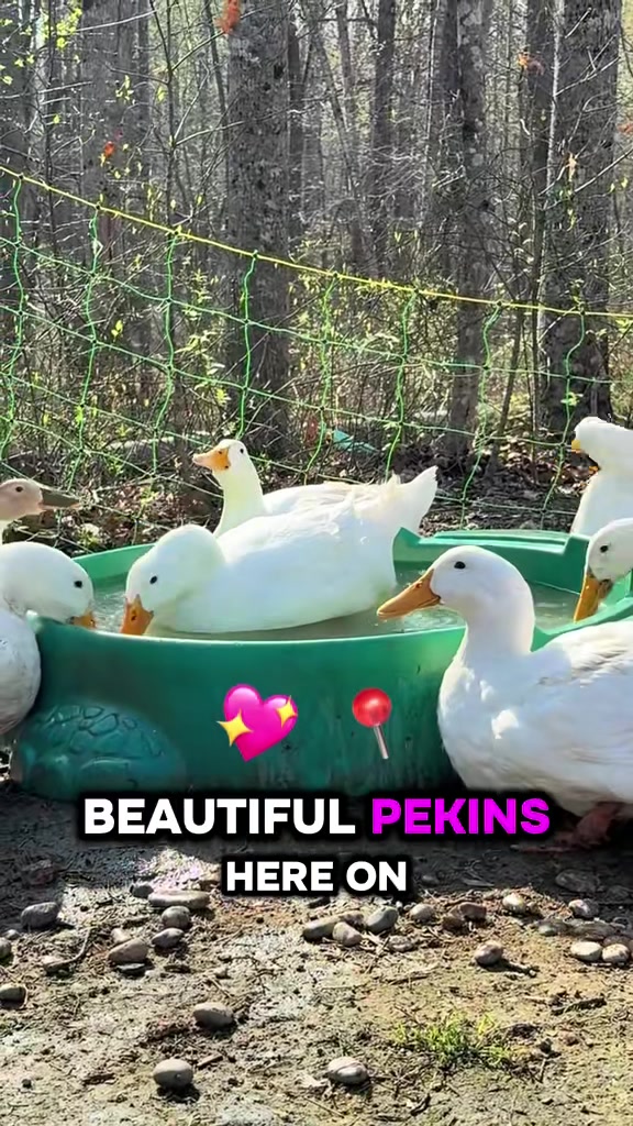 @✝️🌻🦆Mela’s Homestead🦆🌻🇵🇭