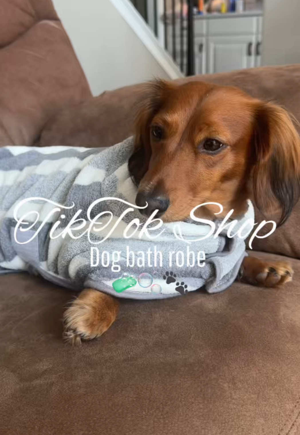 @charliebrownthedoxie