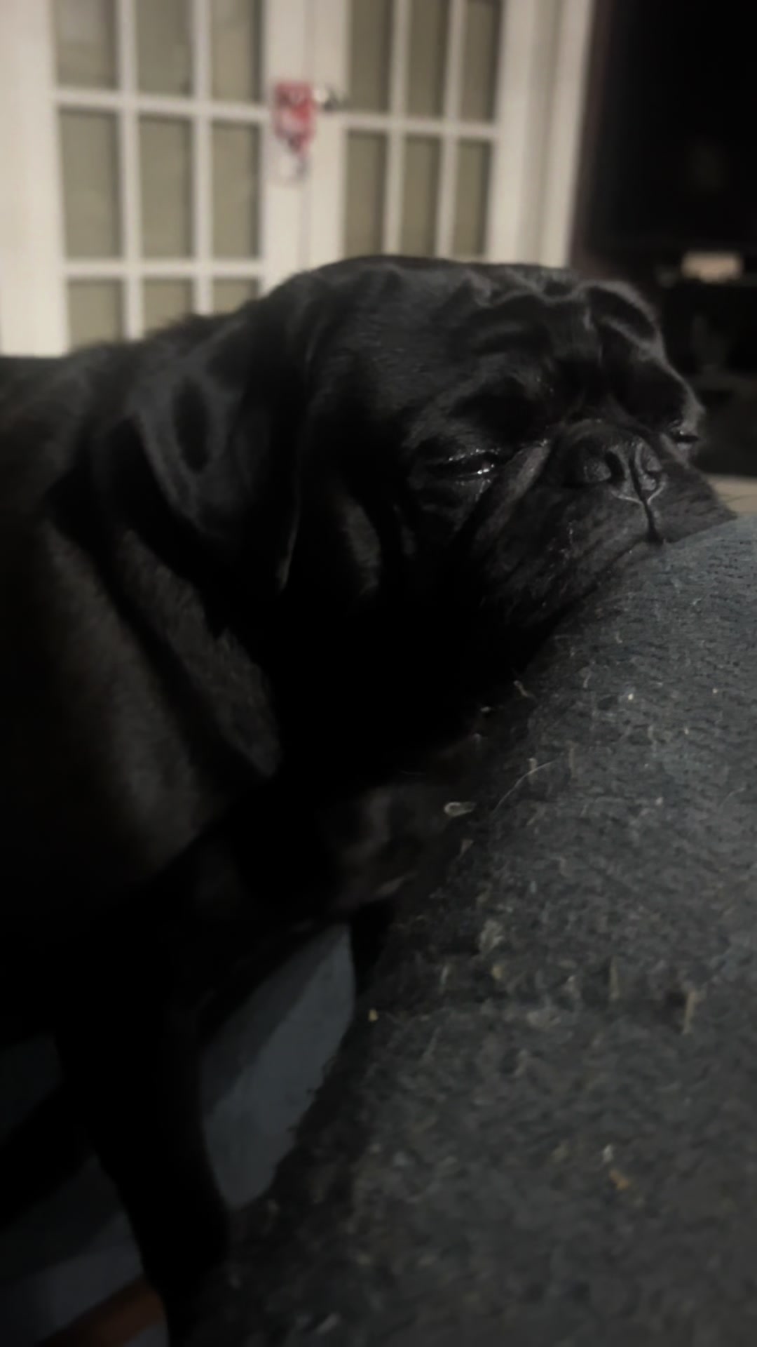 @Pugaddict