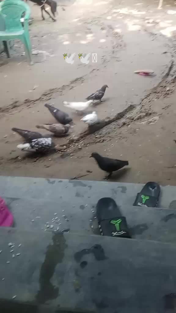 @🕊️🕊️ কবুতর প্রেমিক 🕊️🕊️