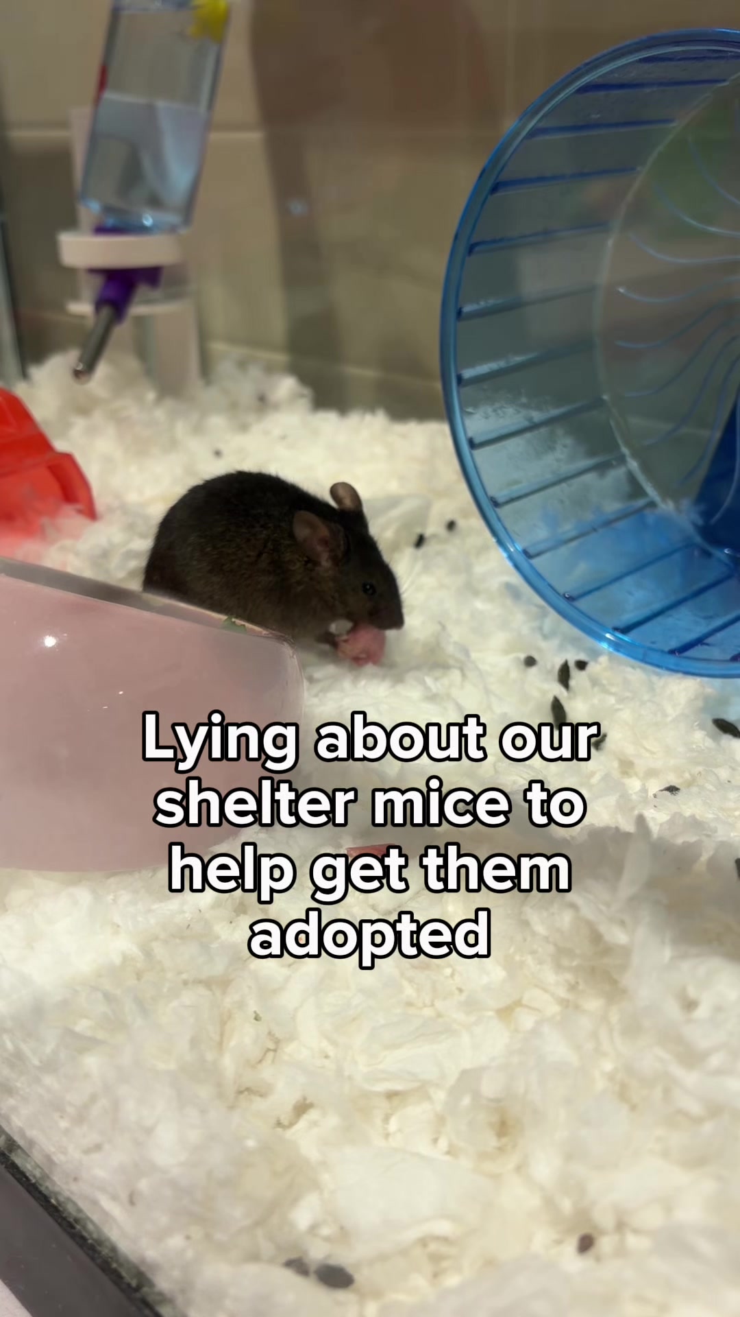 @Seattle Humane