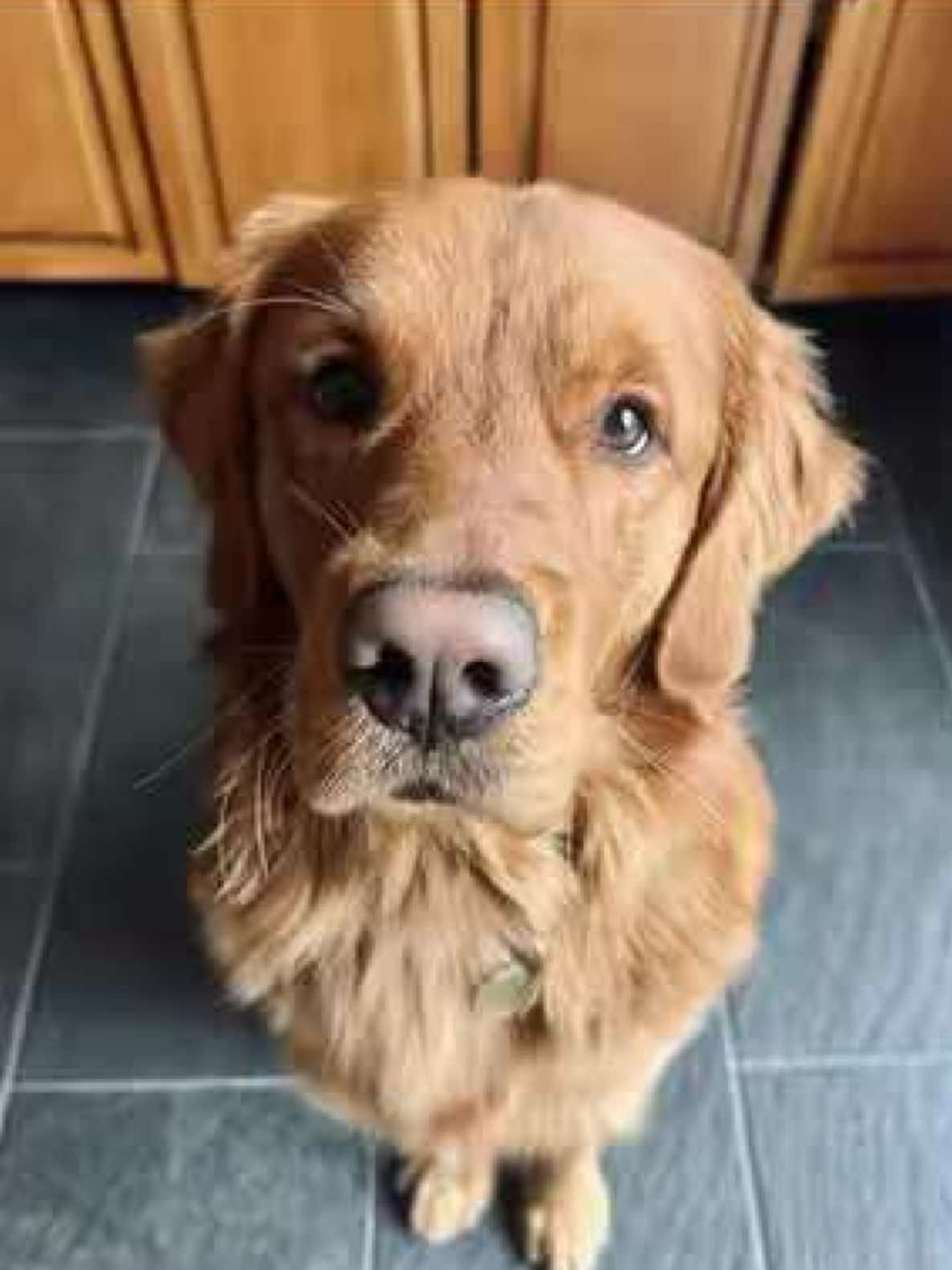 @Rooster The Red Retriever