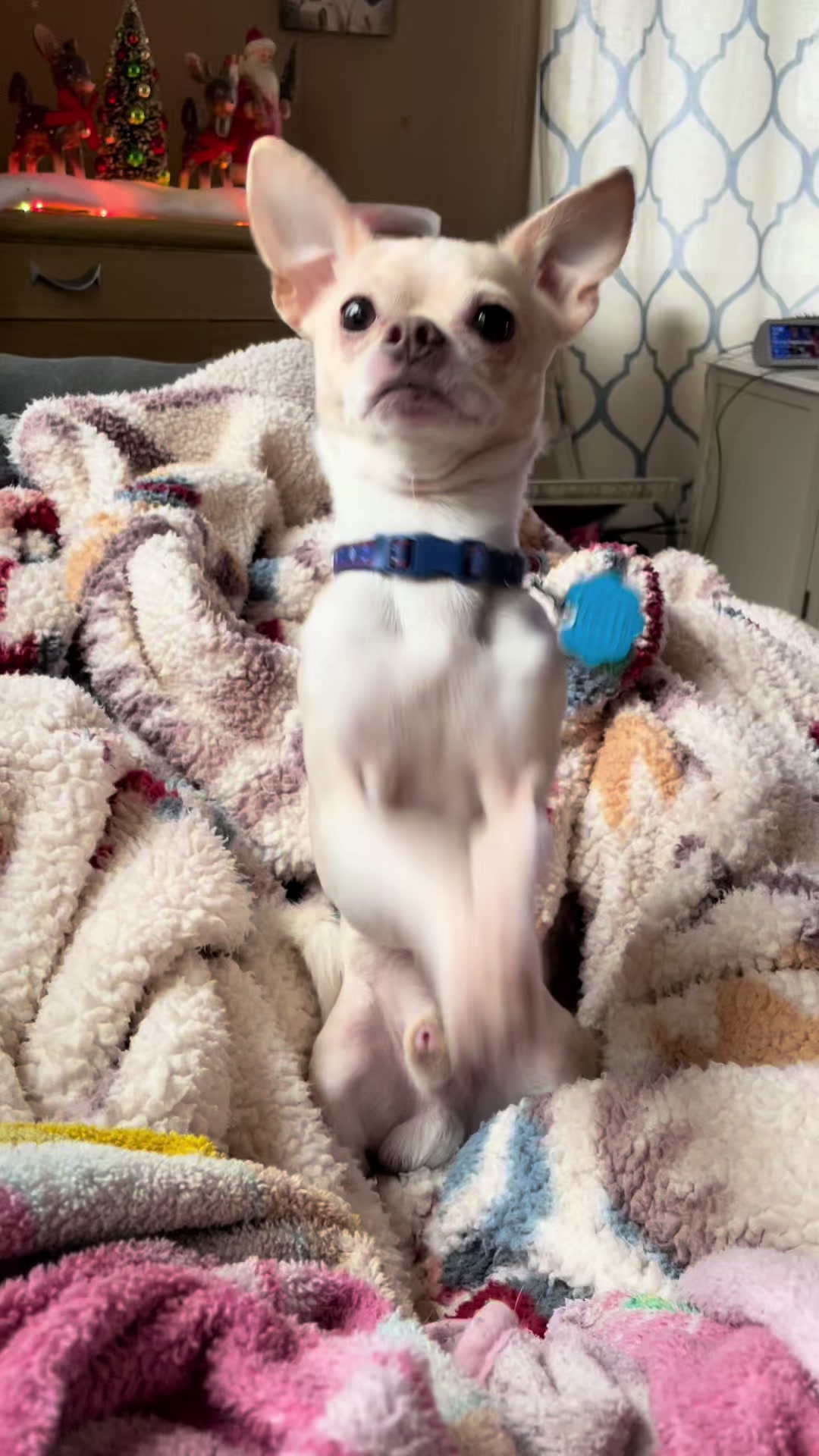 @Frankie the Chihuahua