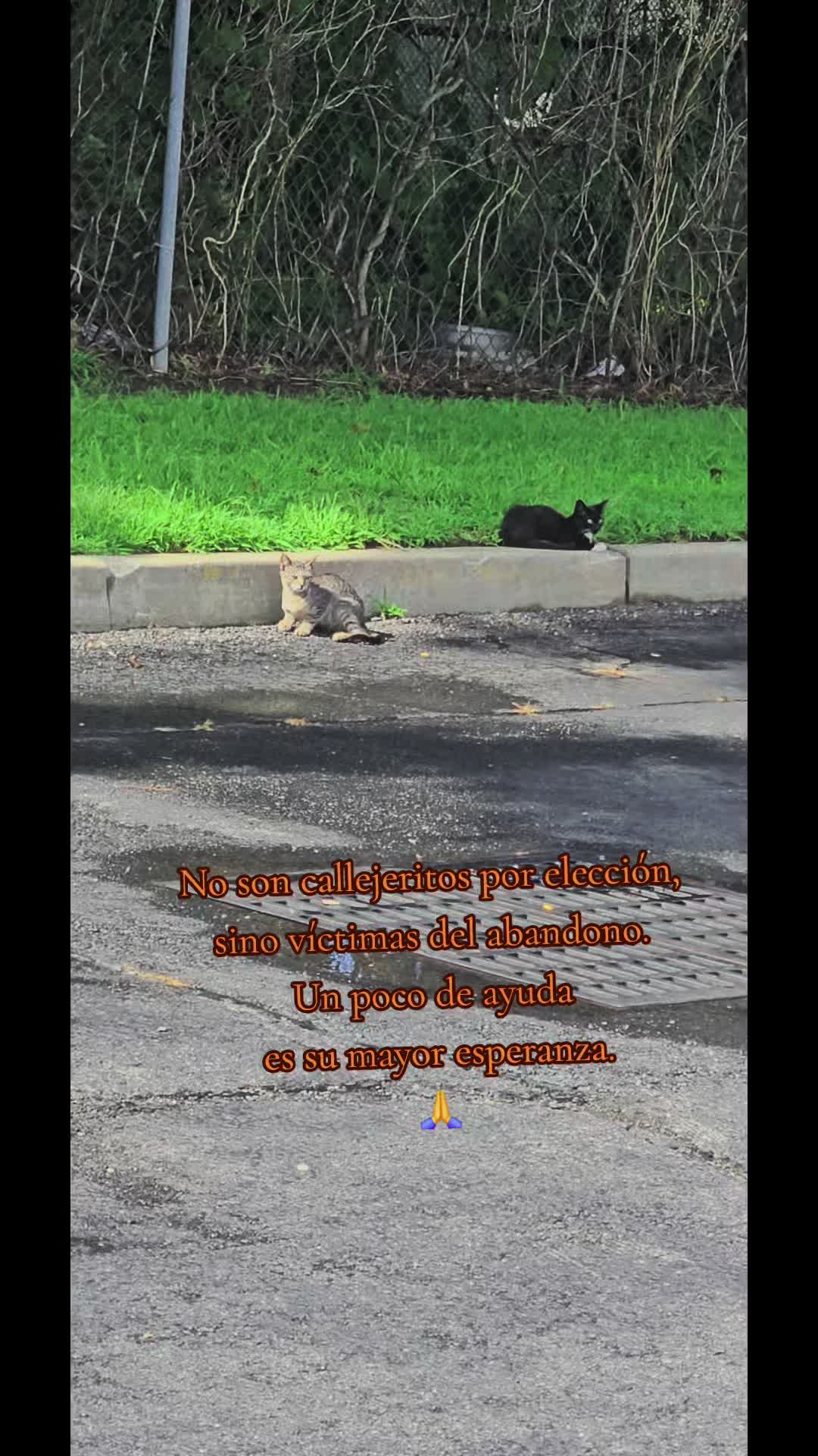 @🇲🇽Guli.Carrada 🐈⬛