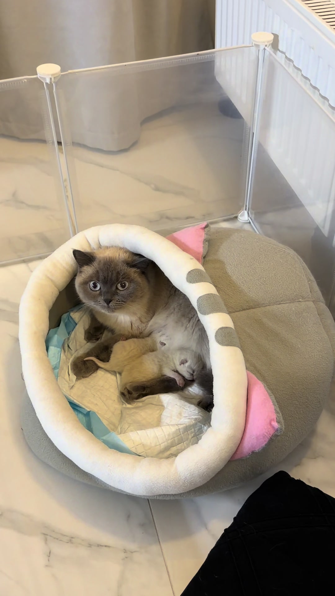 @Трускавецька киця 😻