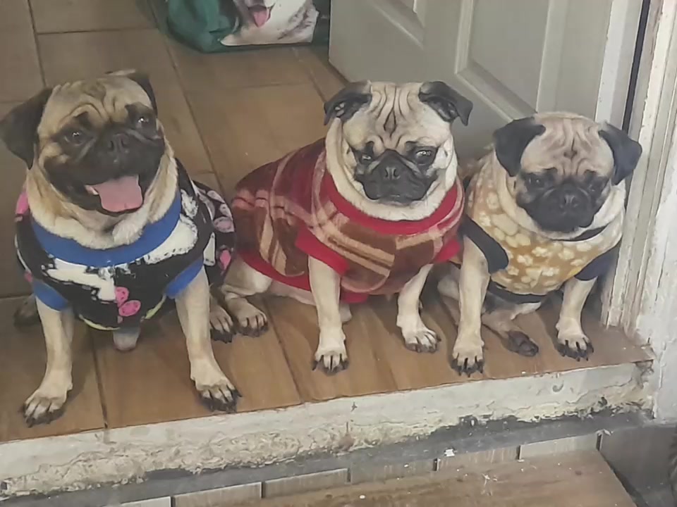 @pug.lovers53