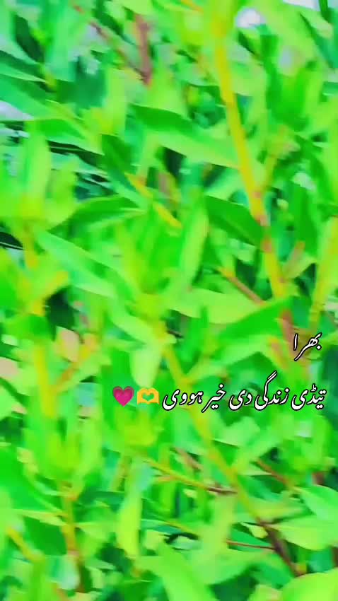 @منور سمبلی ہڈالی