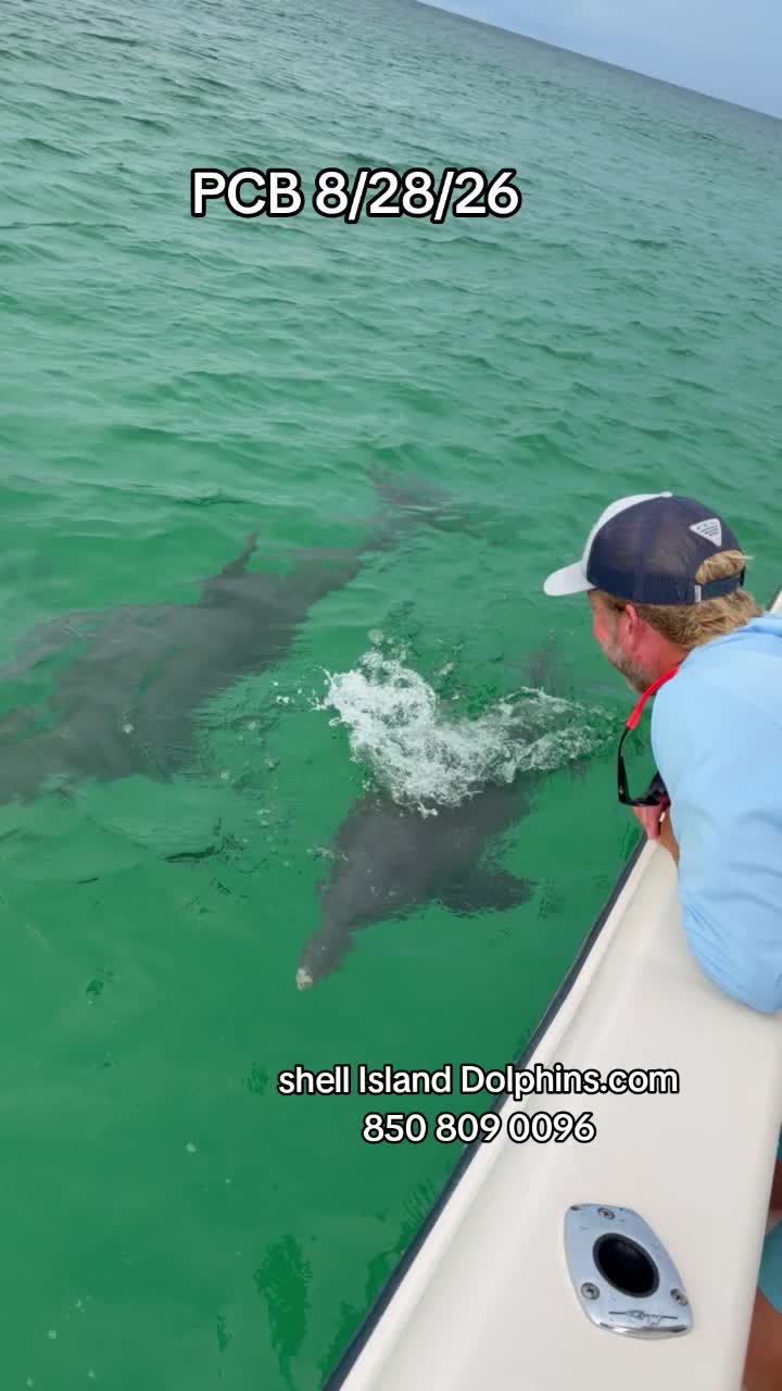 @Shell Island Dolphin Tours 🐬