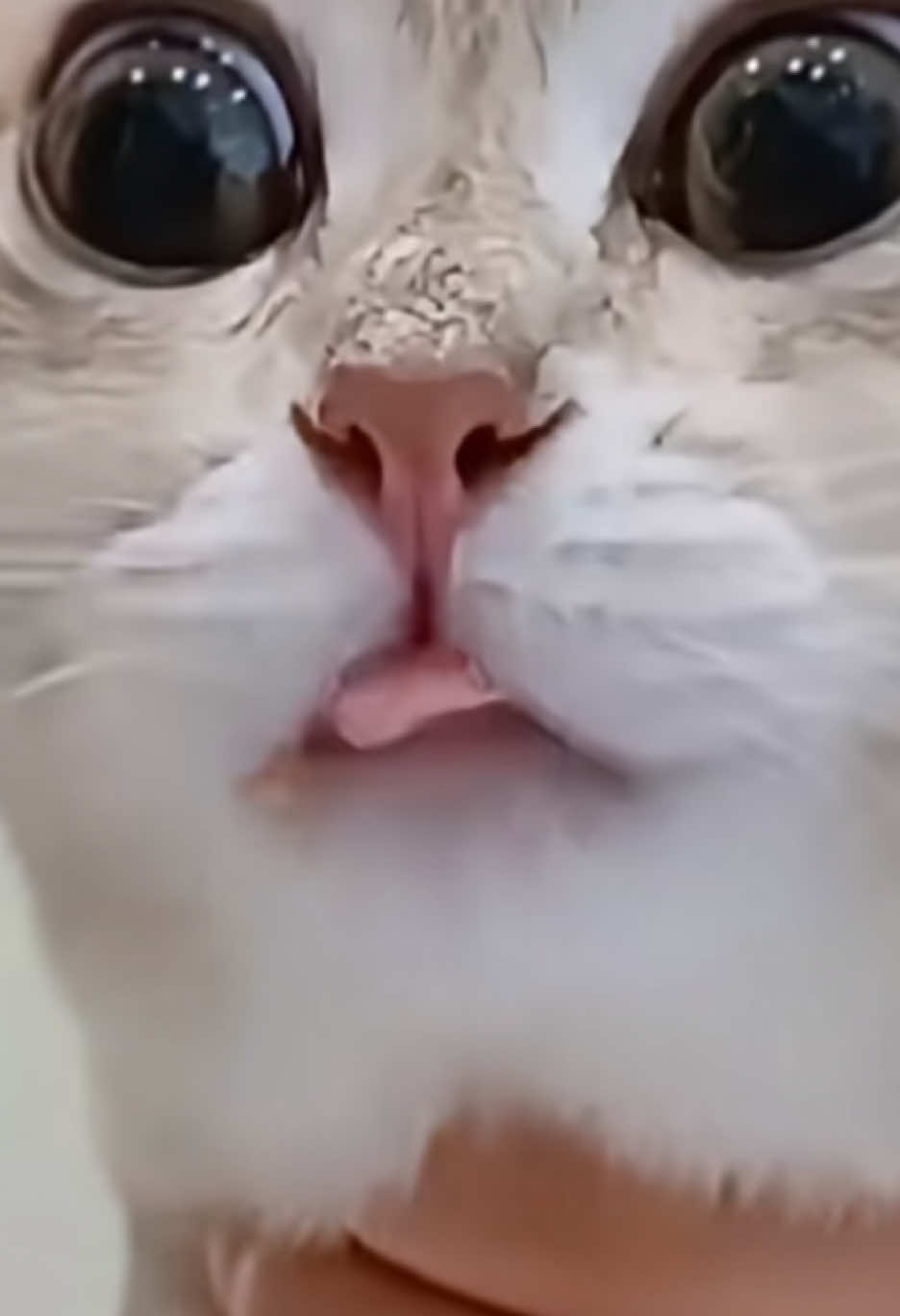 @мисс диор