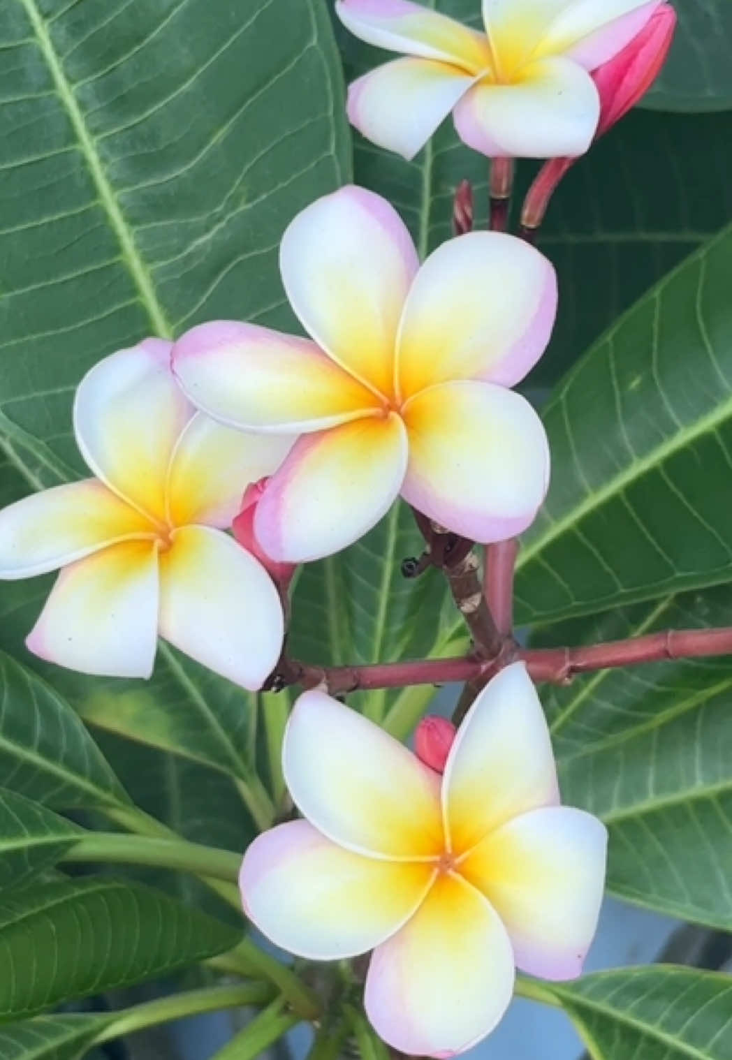 @Erin | Plants + Lifestyle