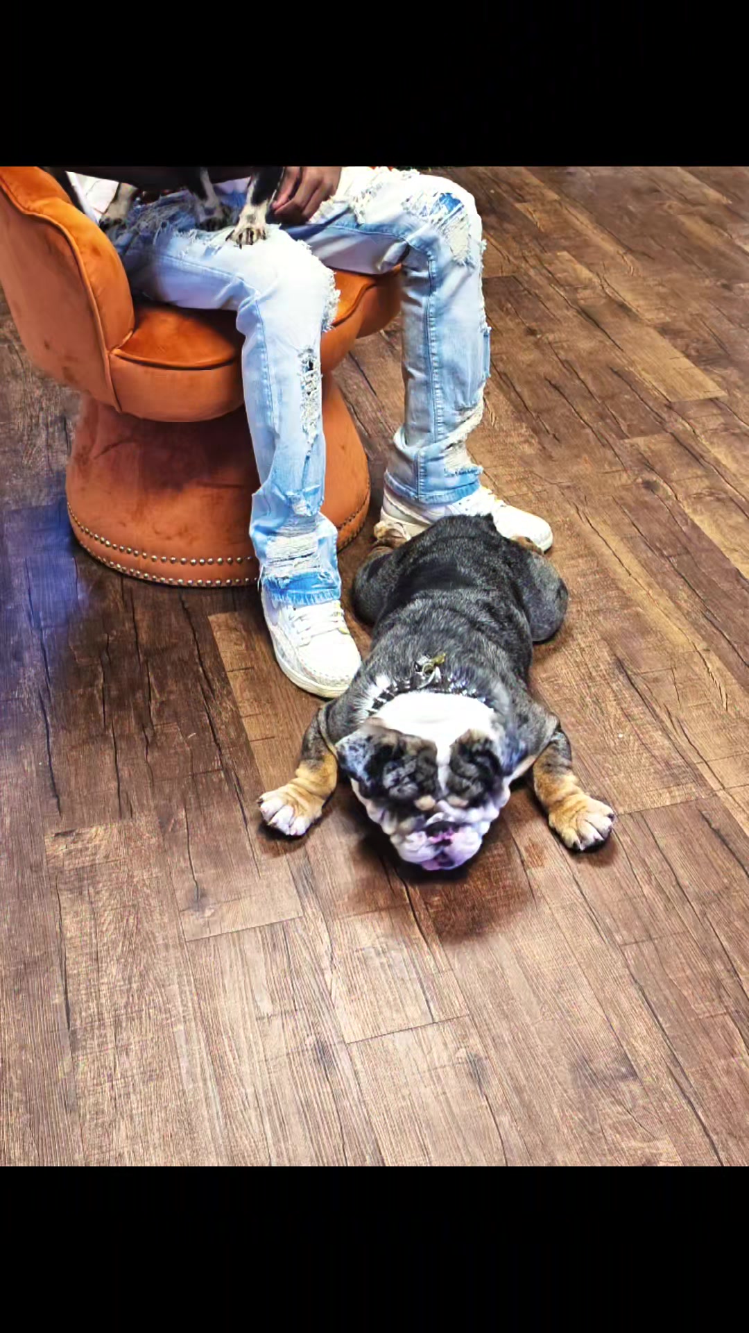 @Flemgang Bully Kennel👑🐾💜✨