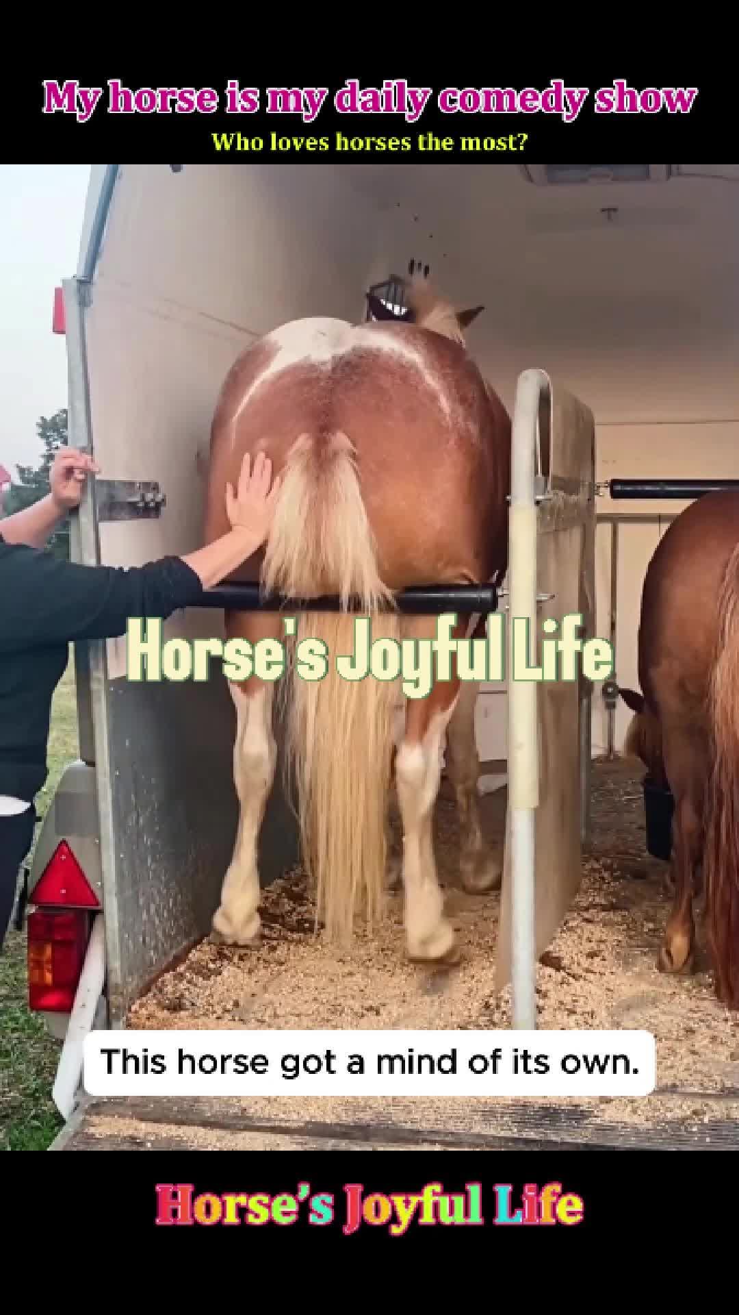 @Pet.humor5.USA