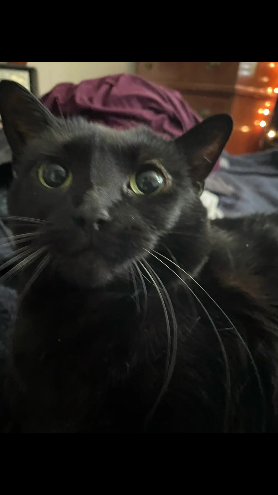 @Fifi La Floof