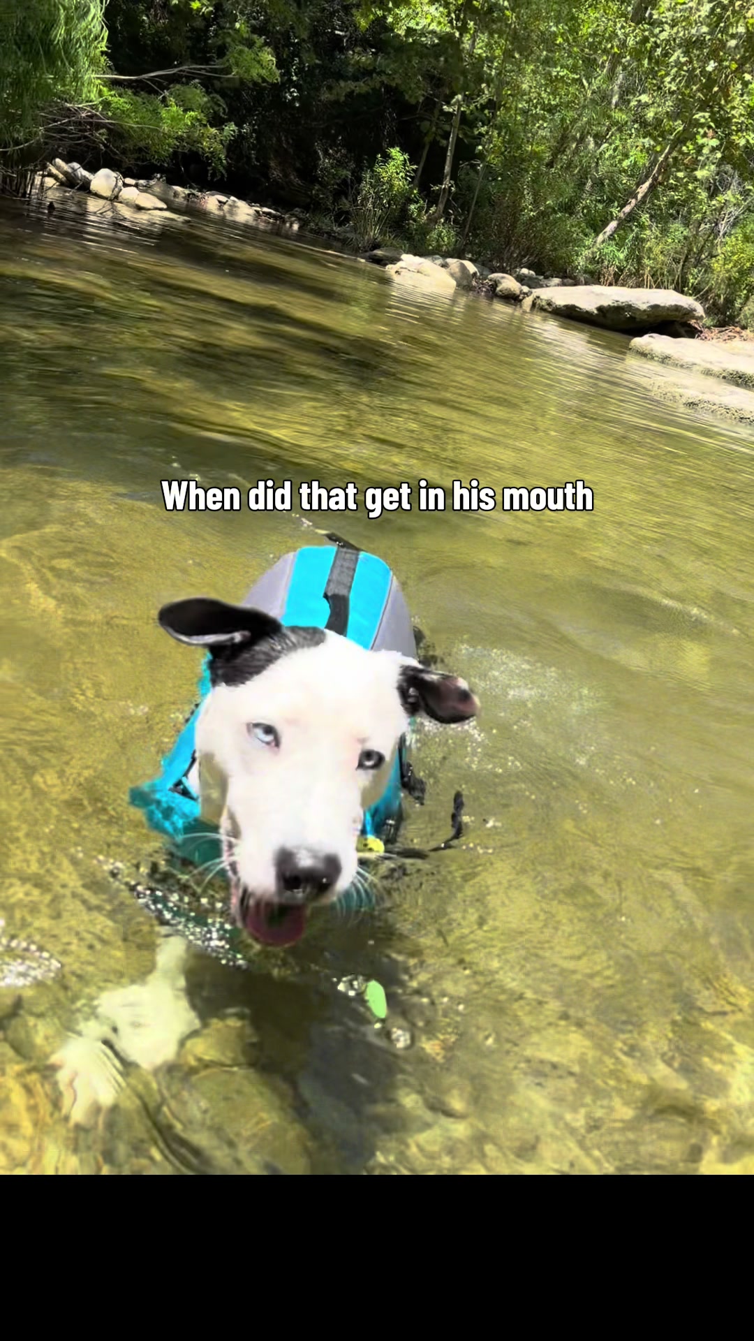 @Puppy named Poet