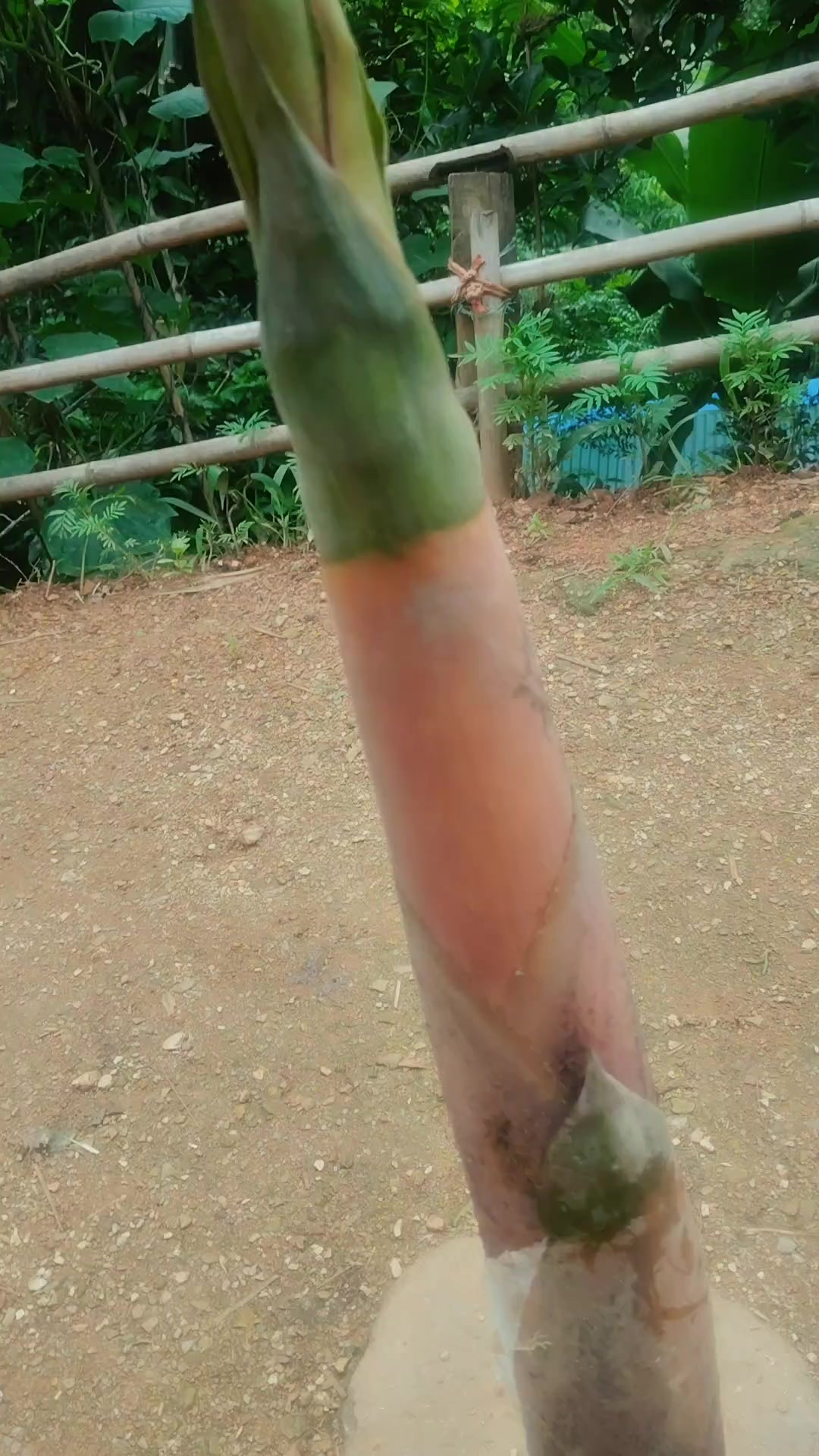 @kamalakc270