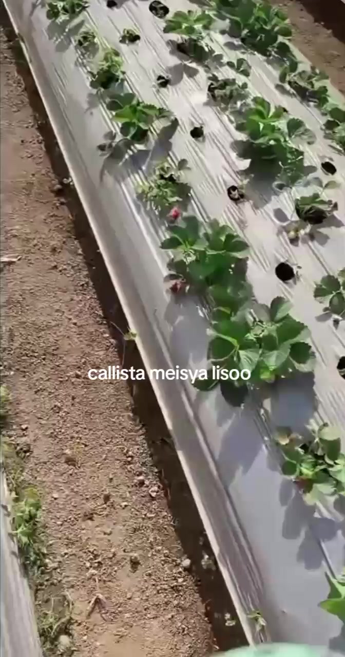 @Meisya Callista