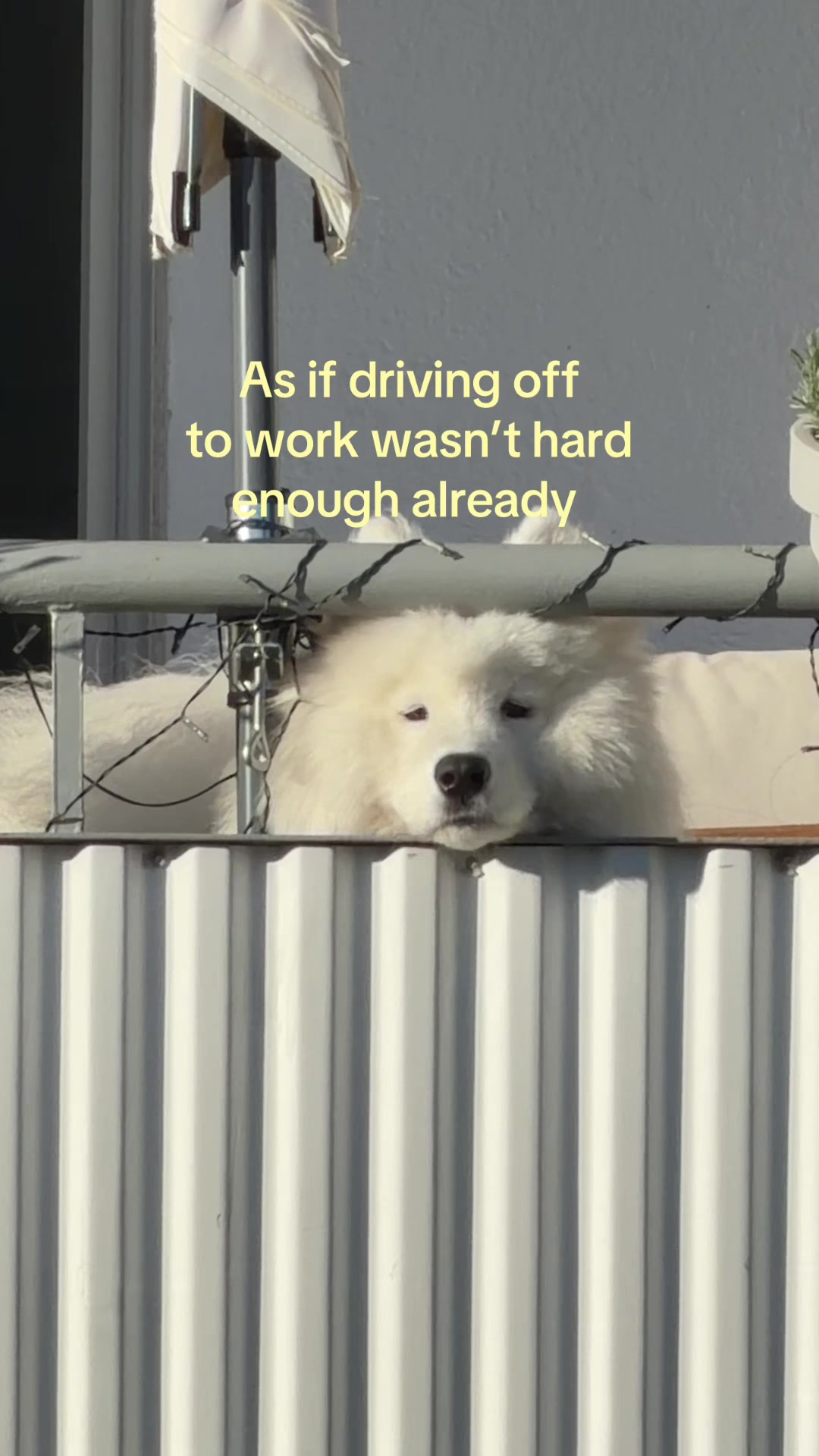 @snowydayswithlio
