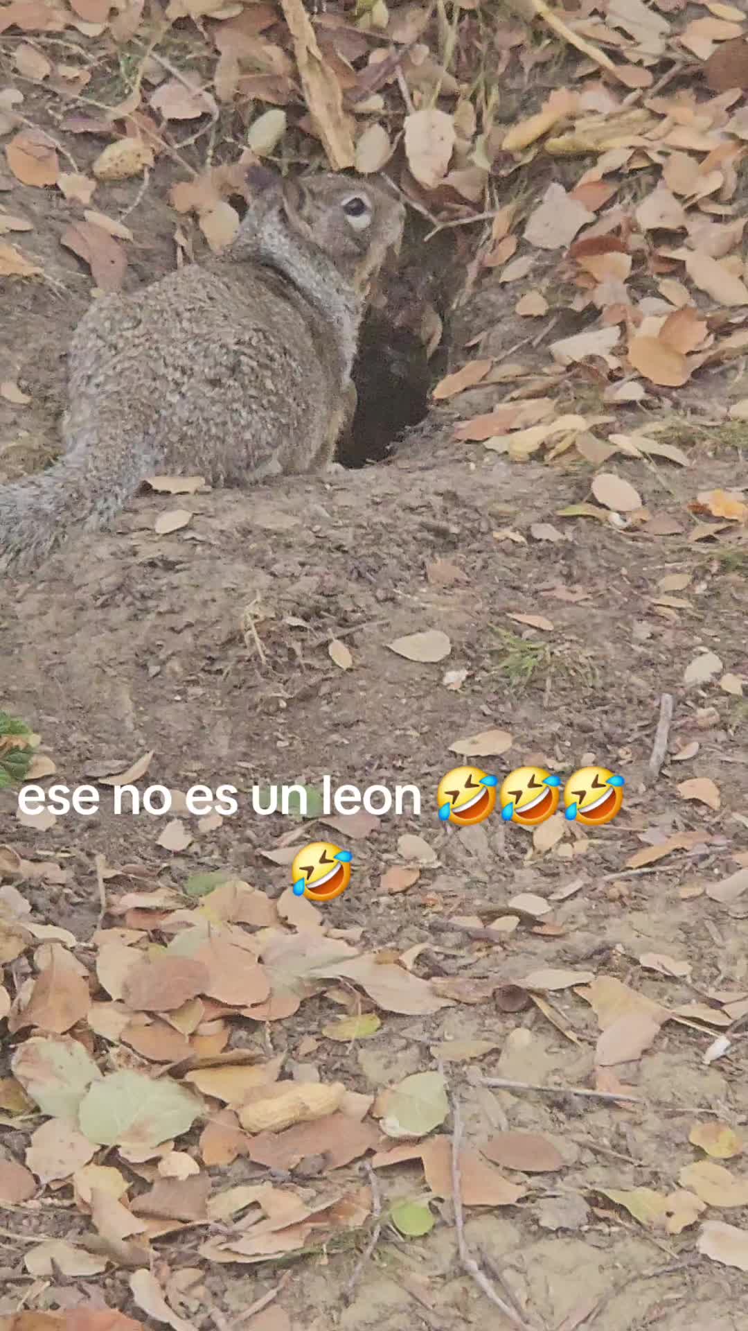 @clararabadan292
