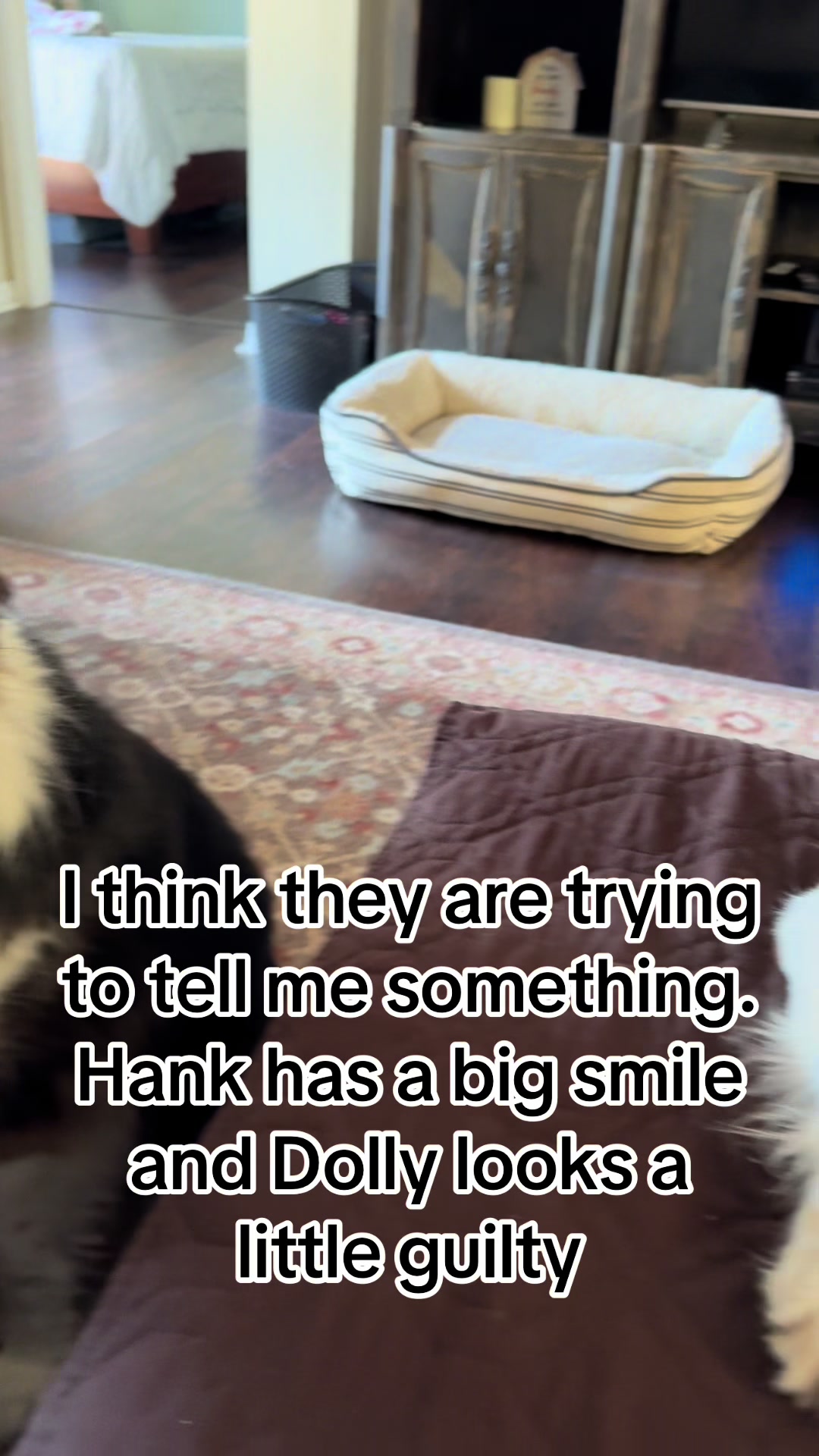 @hankanddollyrescuedogs