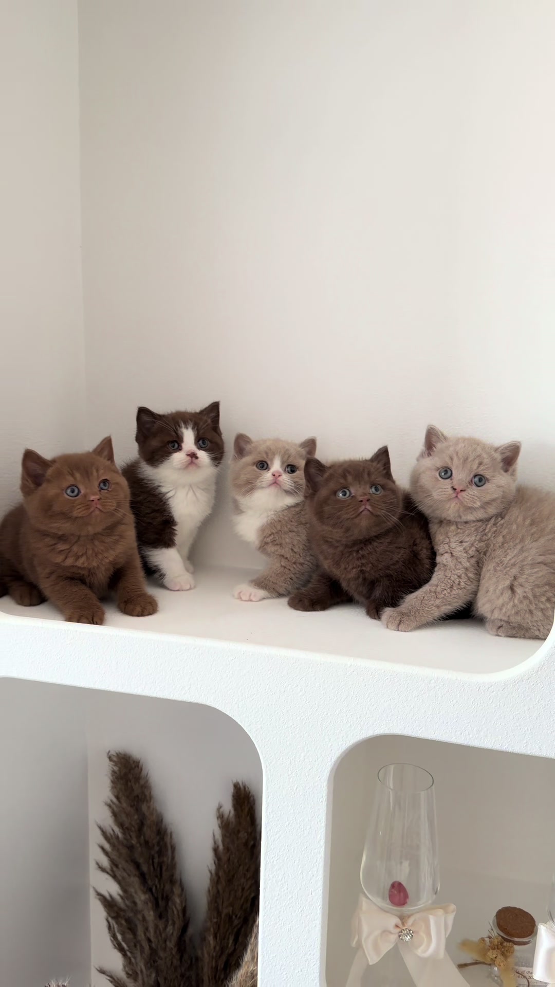 @Lako’s_british_cattery