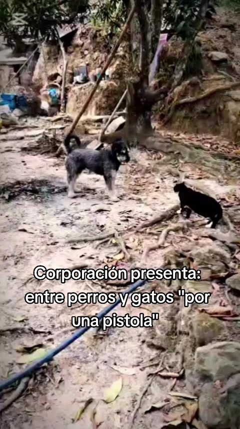 @luisomarfuentesve