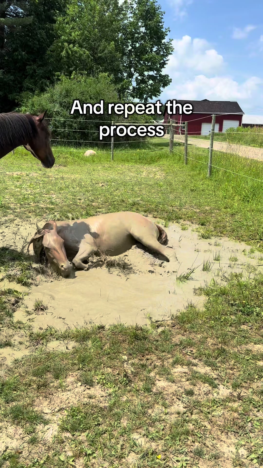 @NWPA Equine Sanctuary