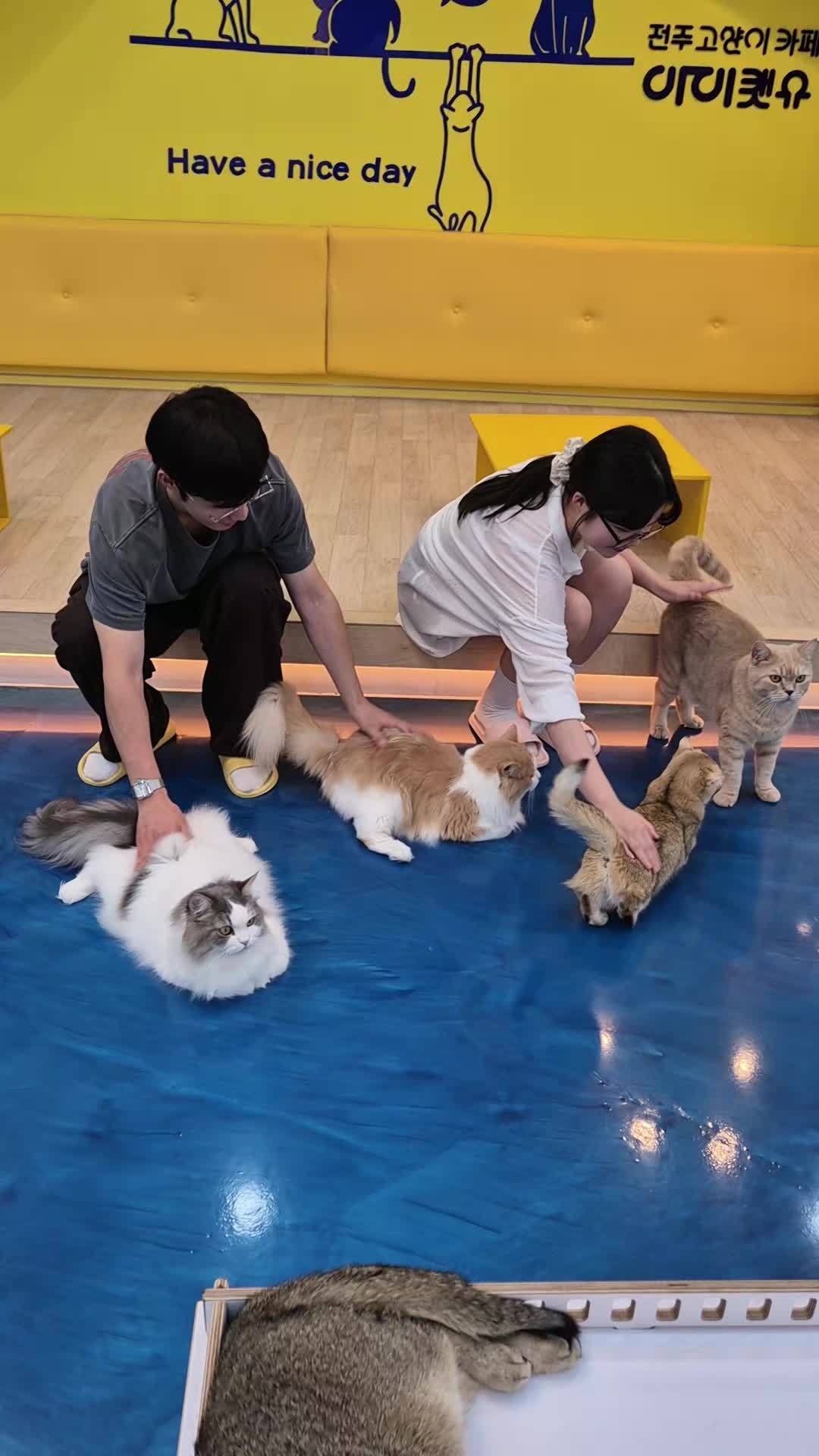 @전주고양이카페 아이캣유