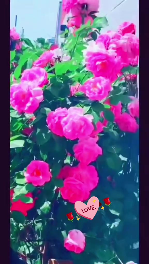 @𝙍𝙌𝙪𝙚𝙚𝙣👑